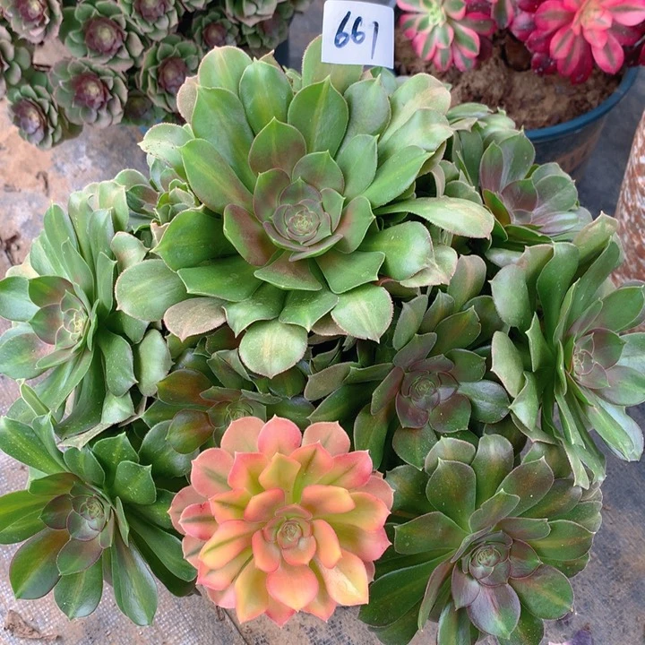 661韶绣中斑锦变异