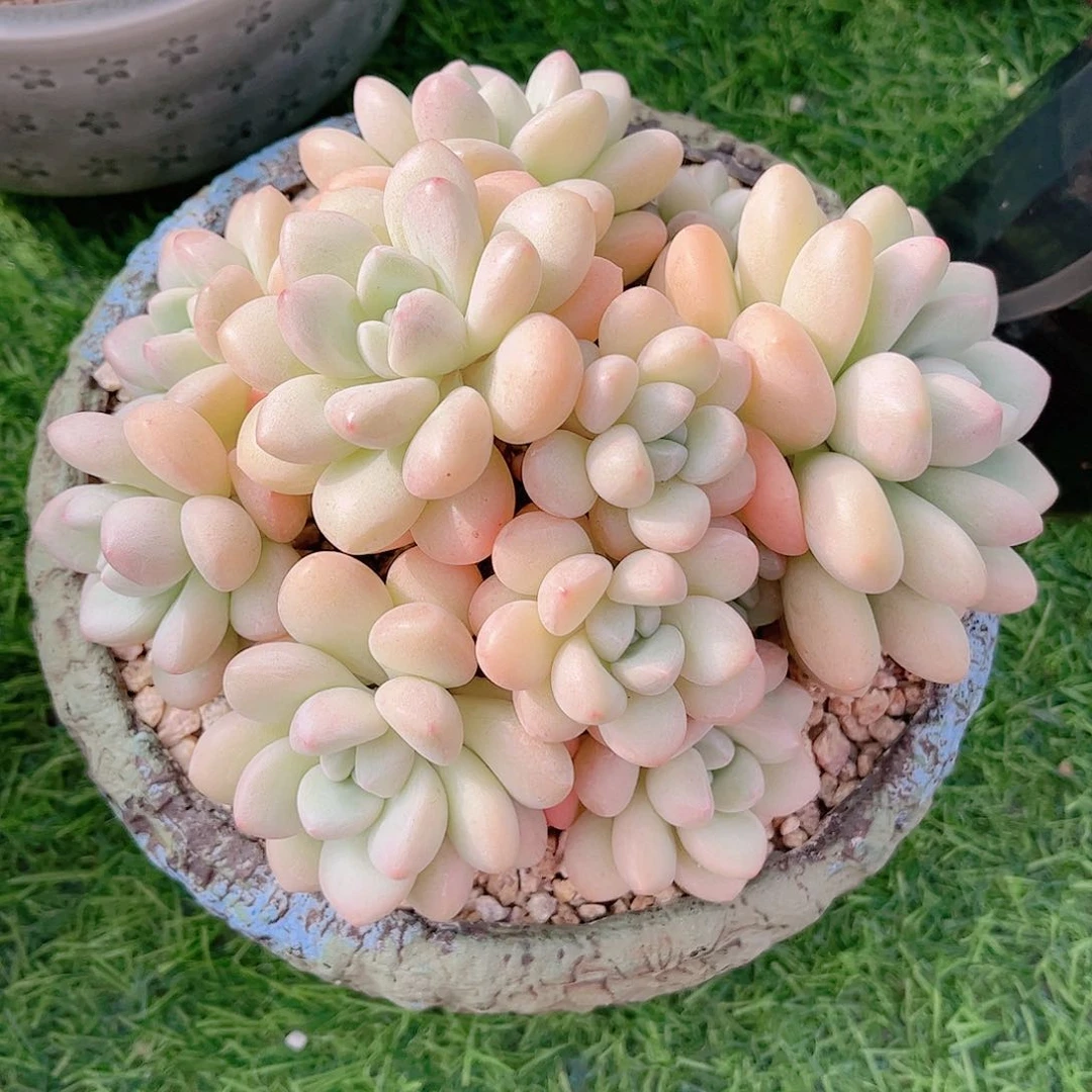 泡泡糖自然群多肉