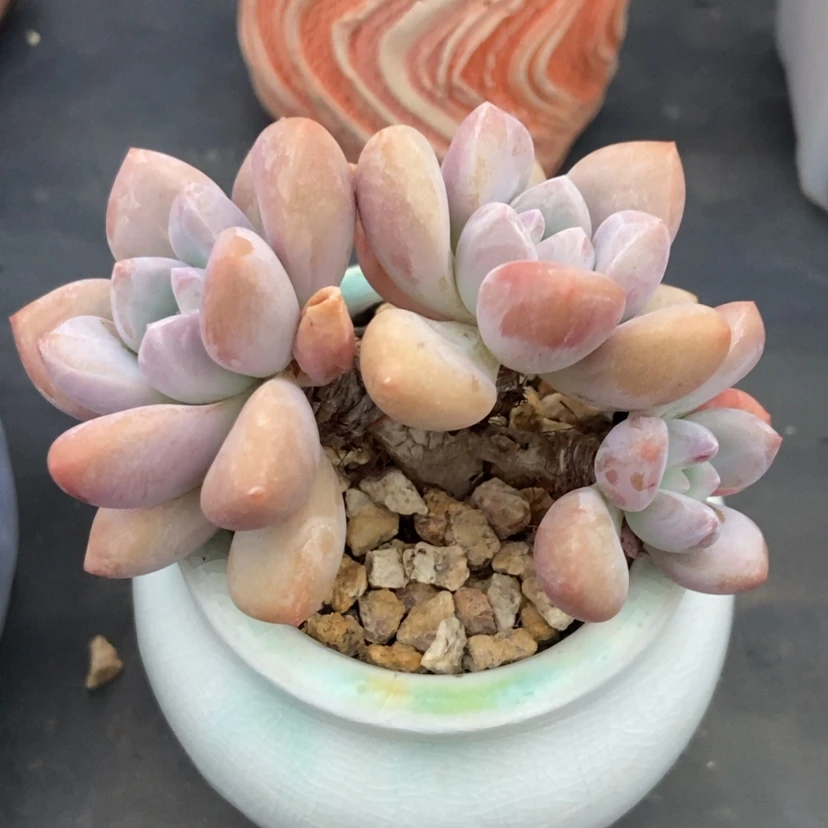 【闪购商品】奥普带盆