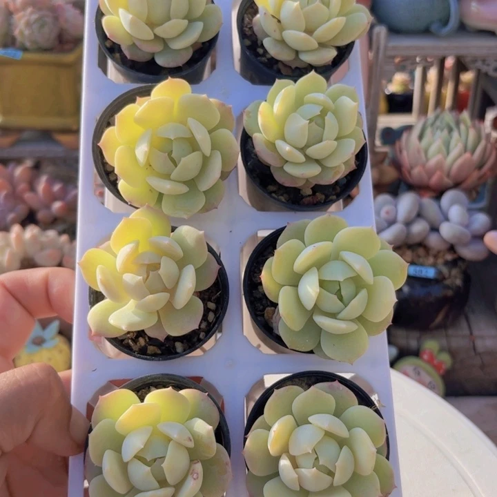 框拍一物一拍编号628