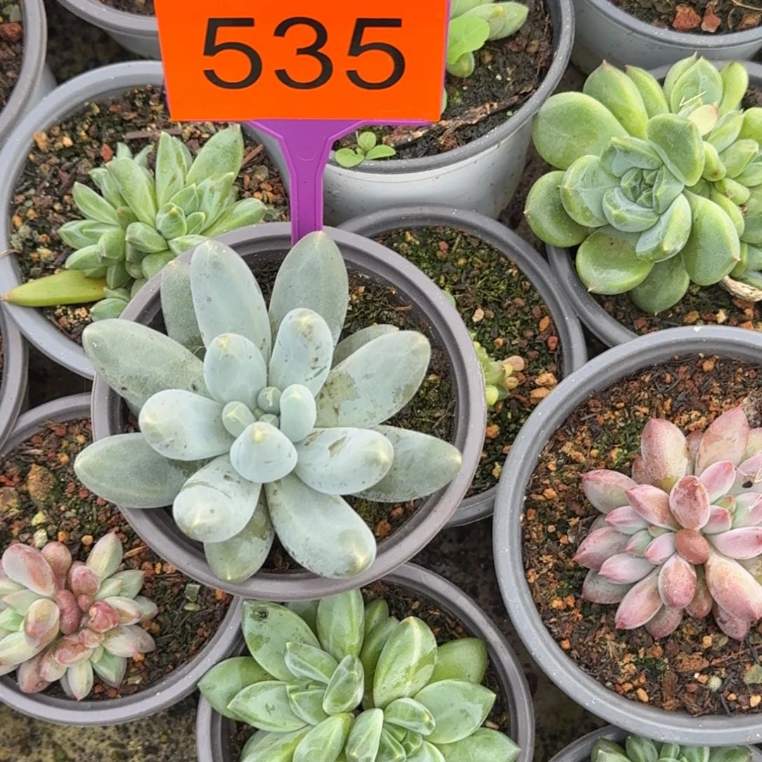 多肉植物乌拉奶535