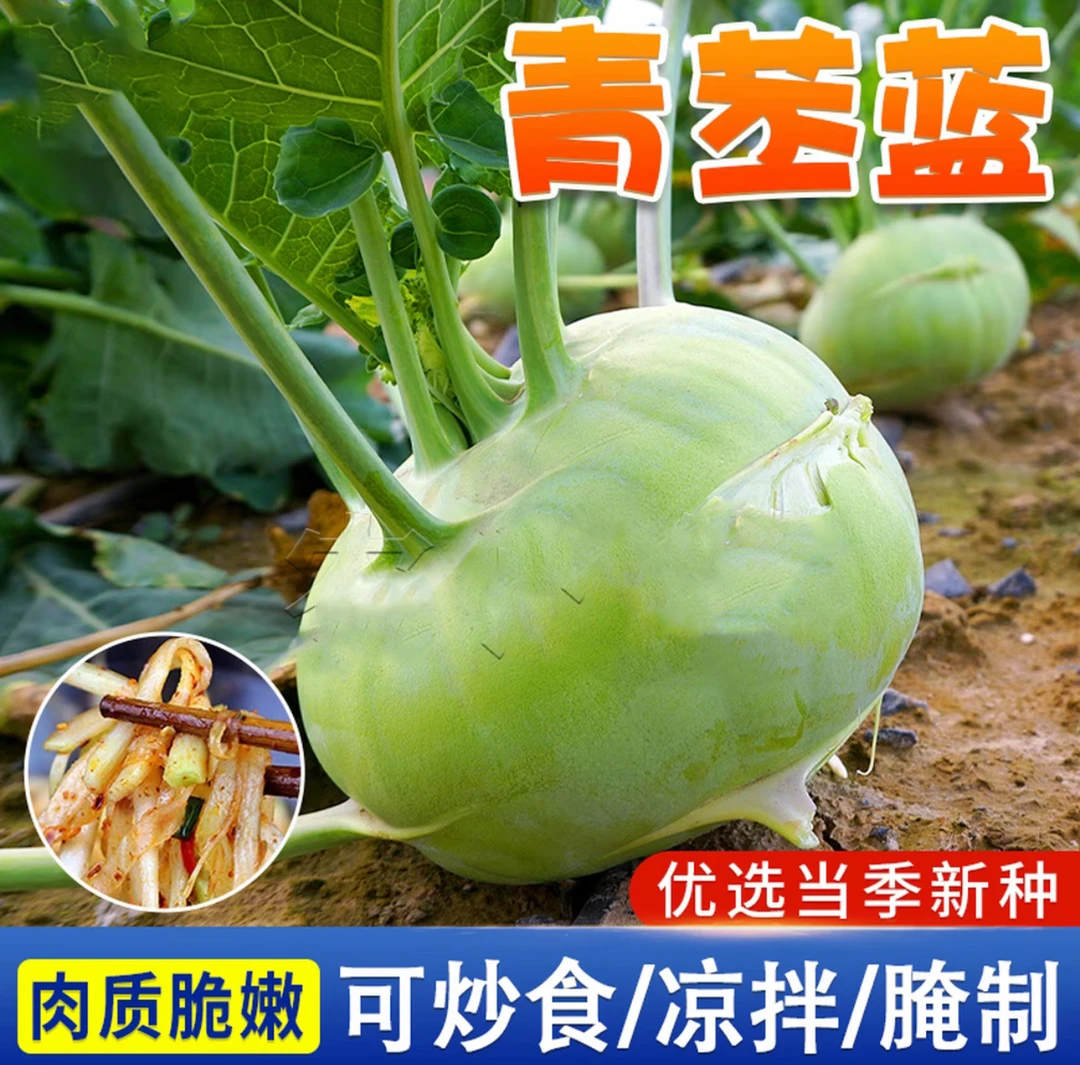 四季水果苤兰种子蔬菜良种翠玉青苤蓝菜球有机皮兰蔬菜种子