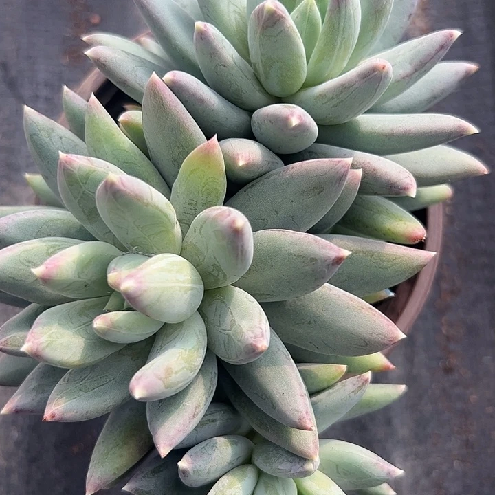 三头孔雀翎1111111