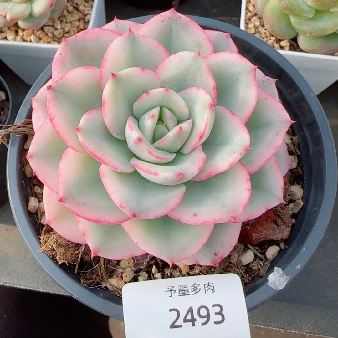 黄桃锦，2493多肉植物