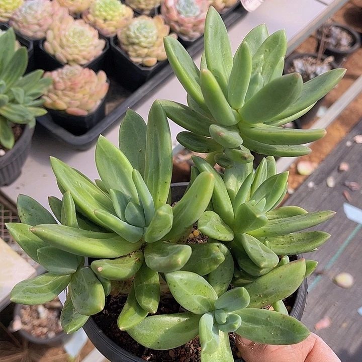 海洋之歌2774多肉植物
