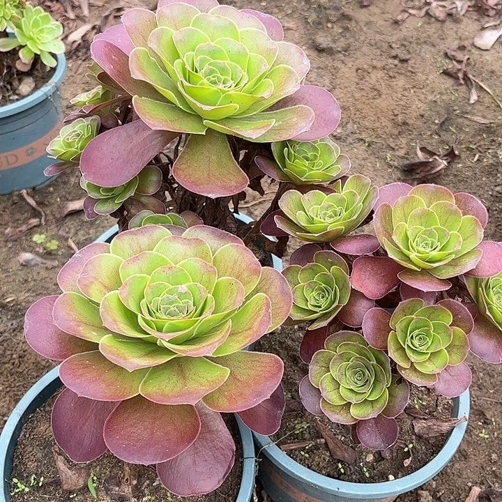 多肉植物瑰金玫瑰11