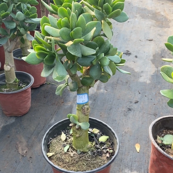 原始老青一物一拍