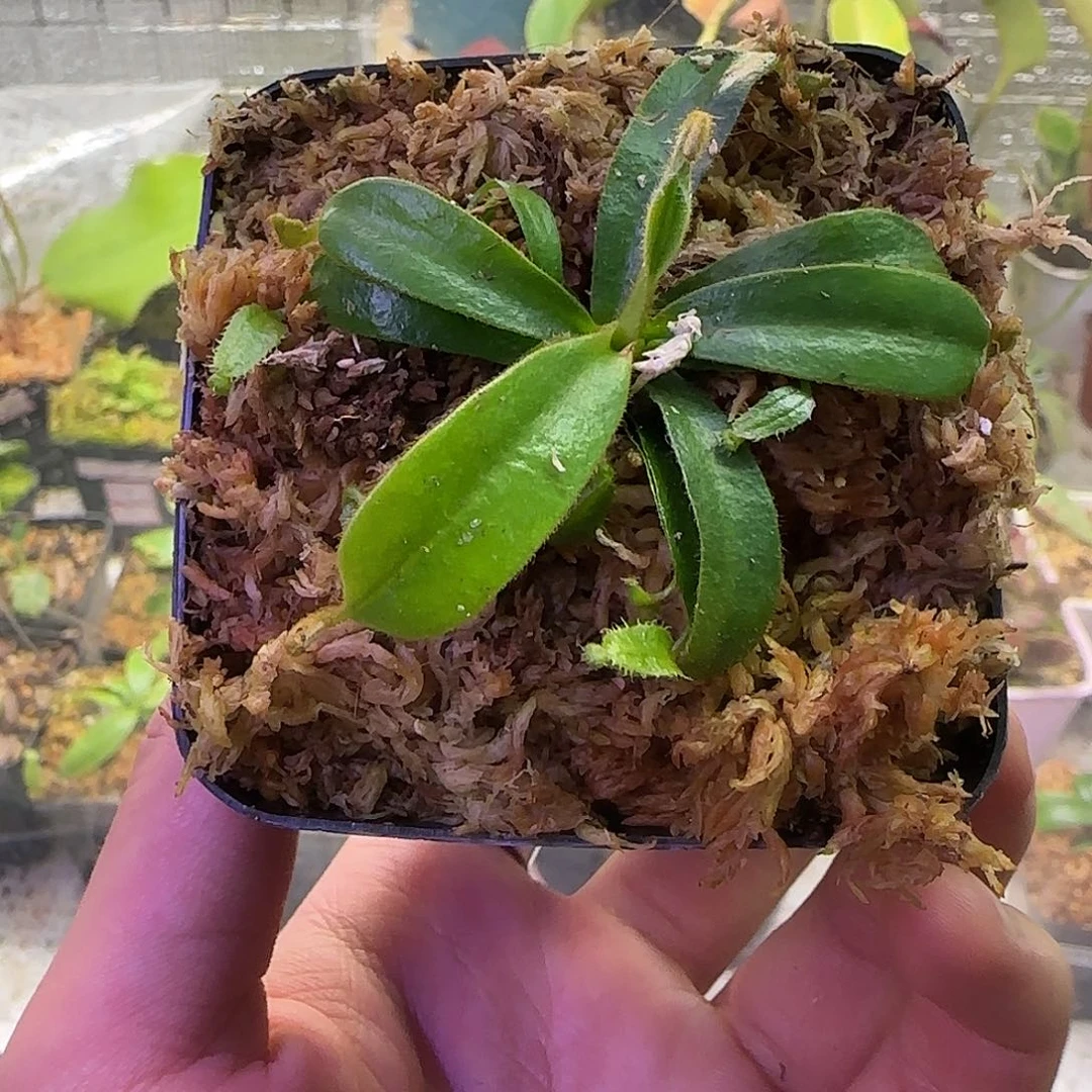 无花朵专拍CD✖️徐脑袋