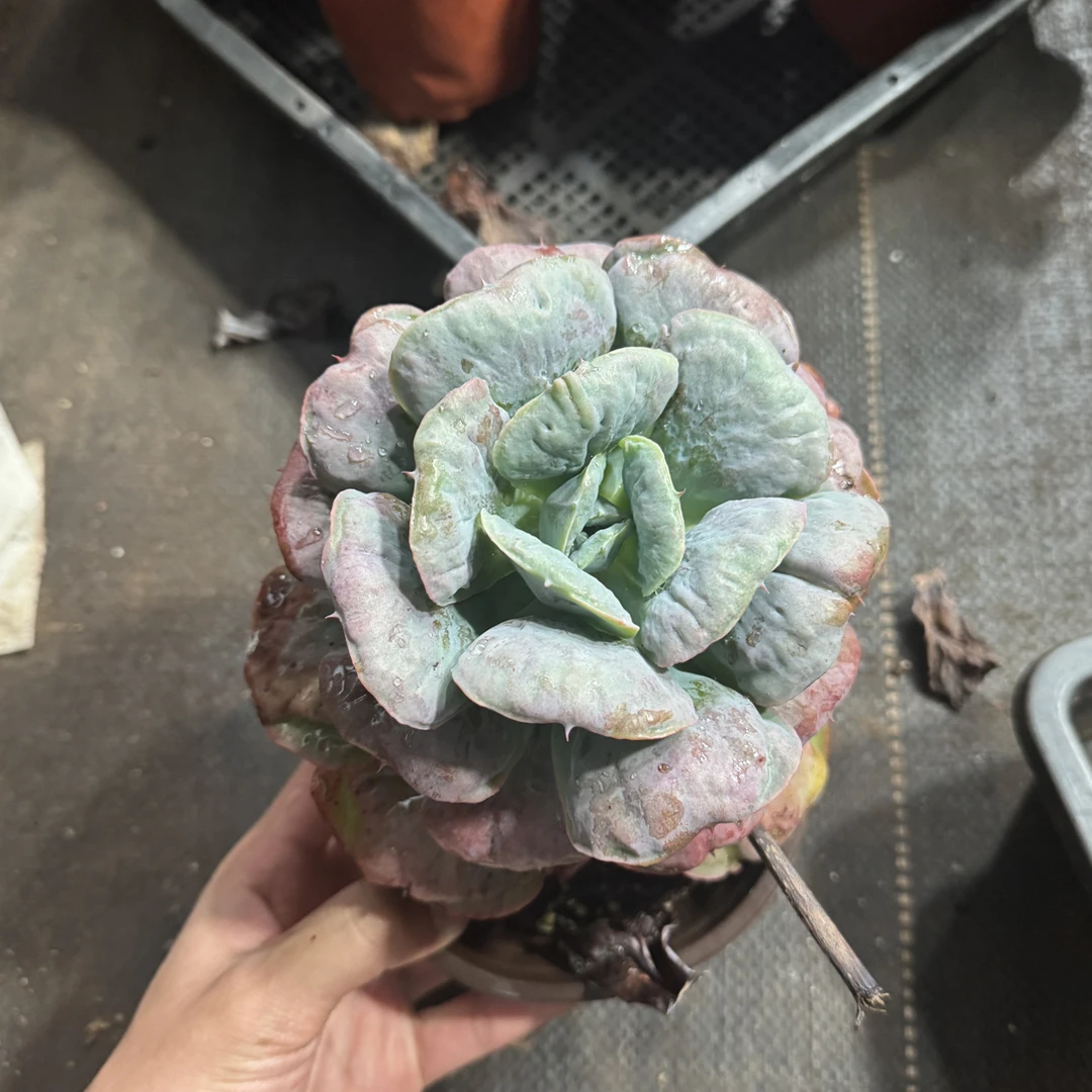 【任意两单包邮】星之月阳台办公室庭院老桩盆栽多肉植物多肉盆栽
