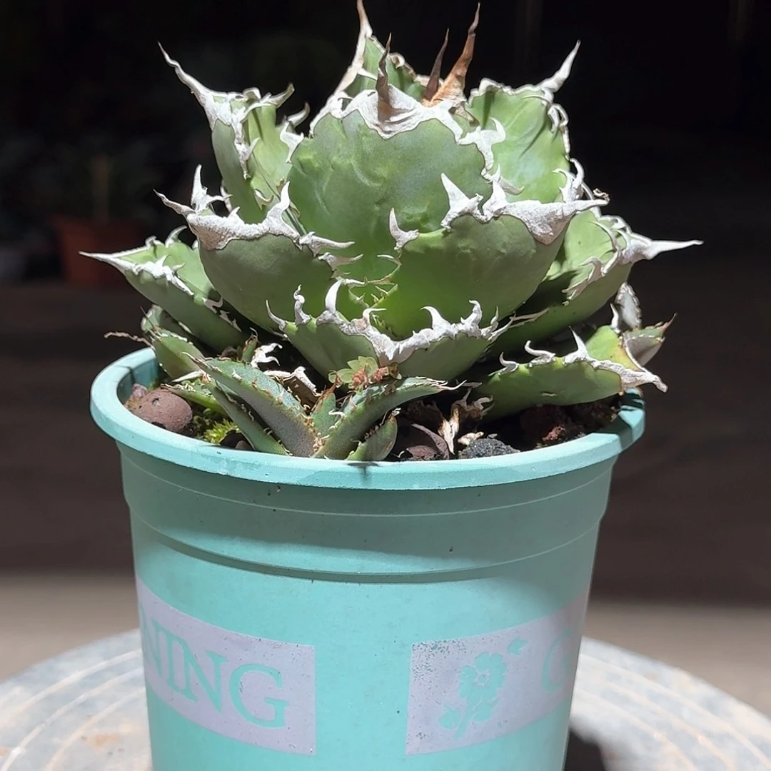 夕映仁王冠龙舌兰一一