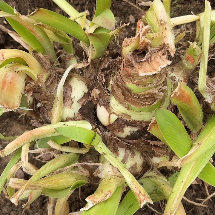 @*星杂交大坨开花不售后3402