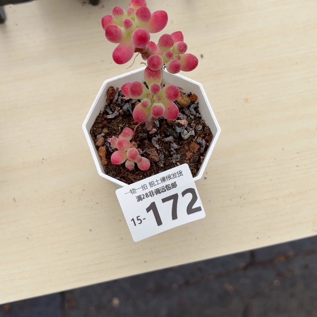 姣*果冻乙女心多肉