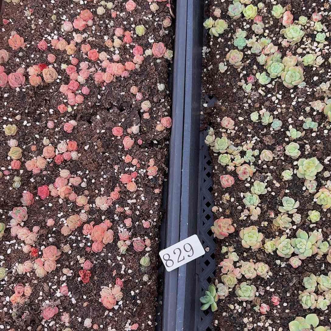 多肉植物多肉植物829