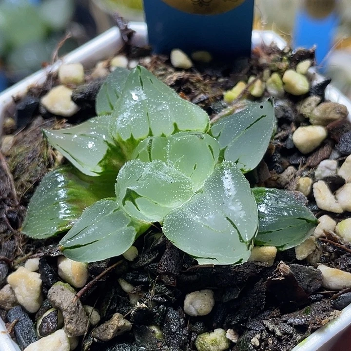 丹***653冰玉鸾特选福利