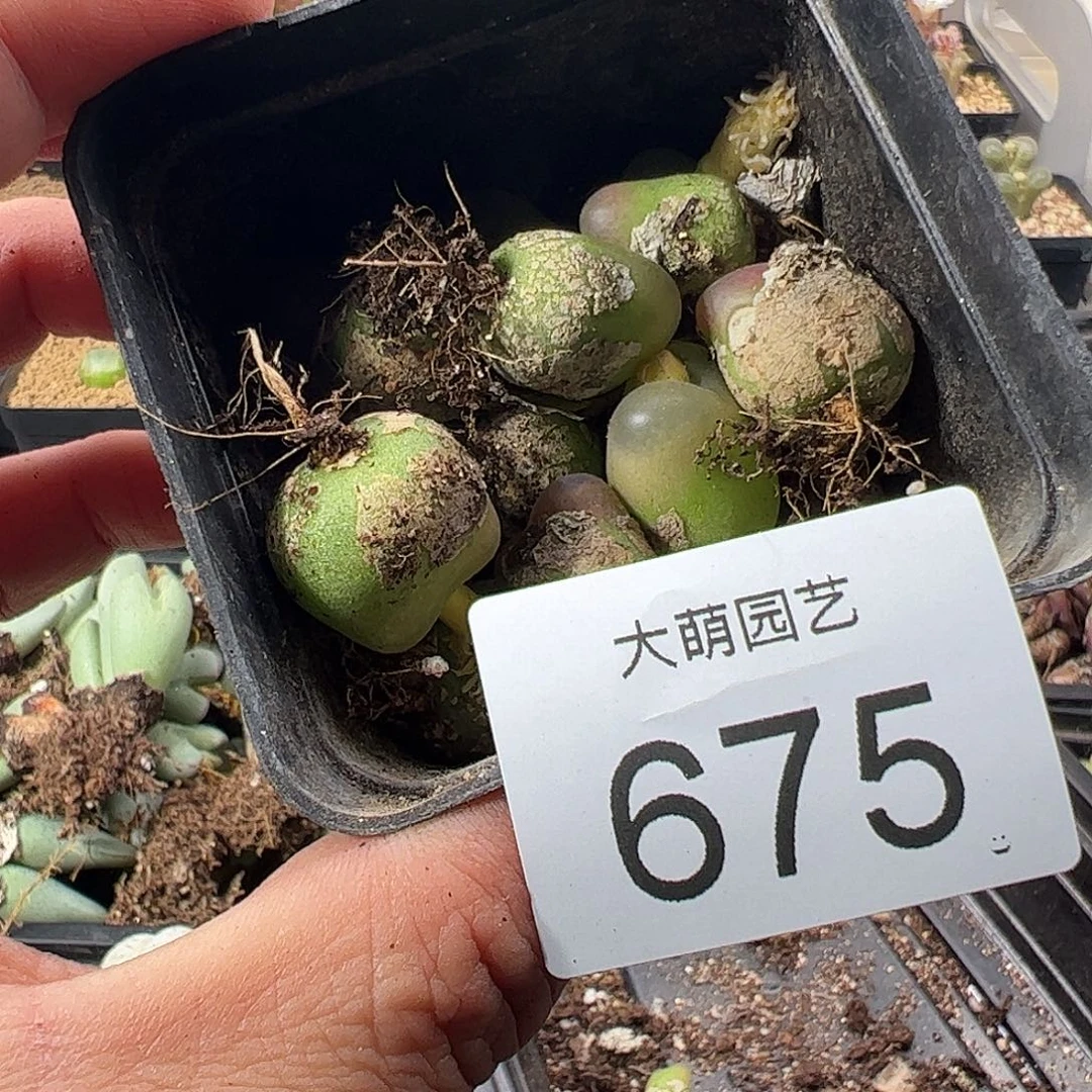 一物一拍。    675