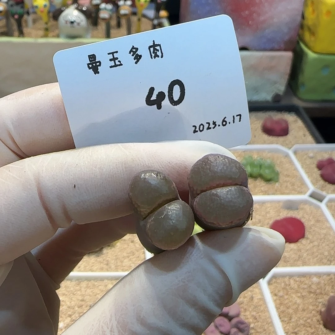 ****友多肉多肉多肉6.17-040