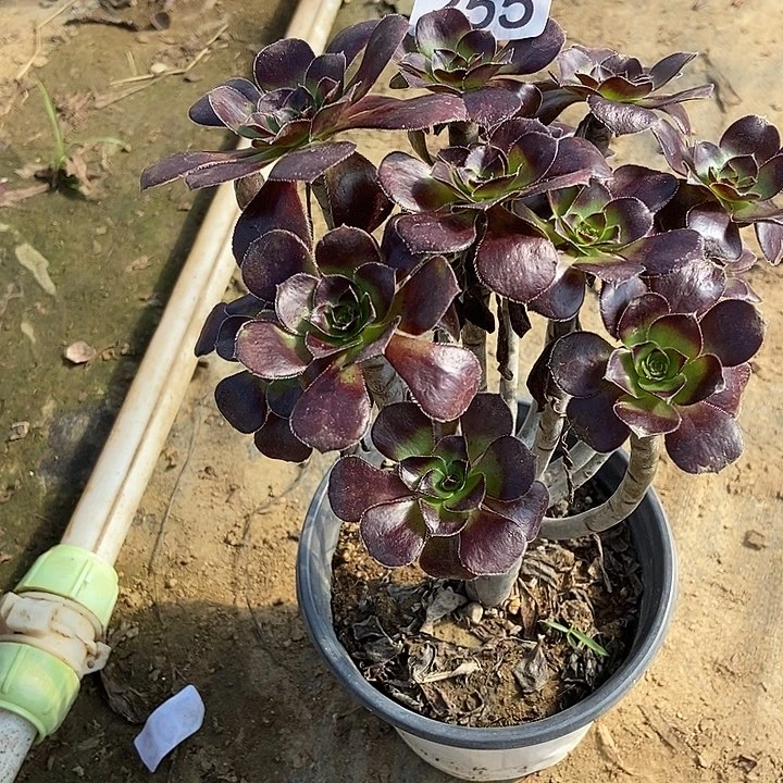 厚圆叶朵朵255多肉不包断