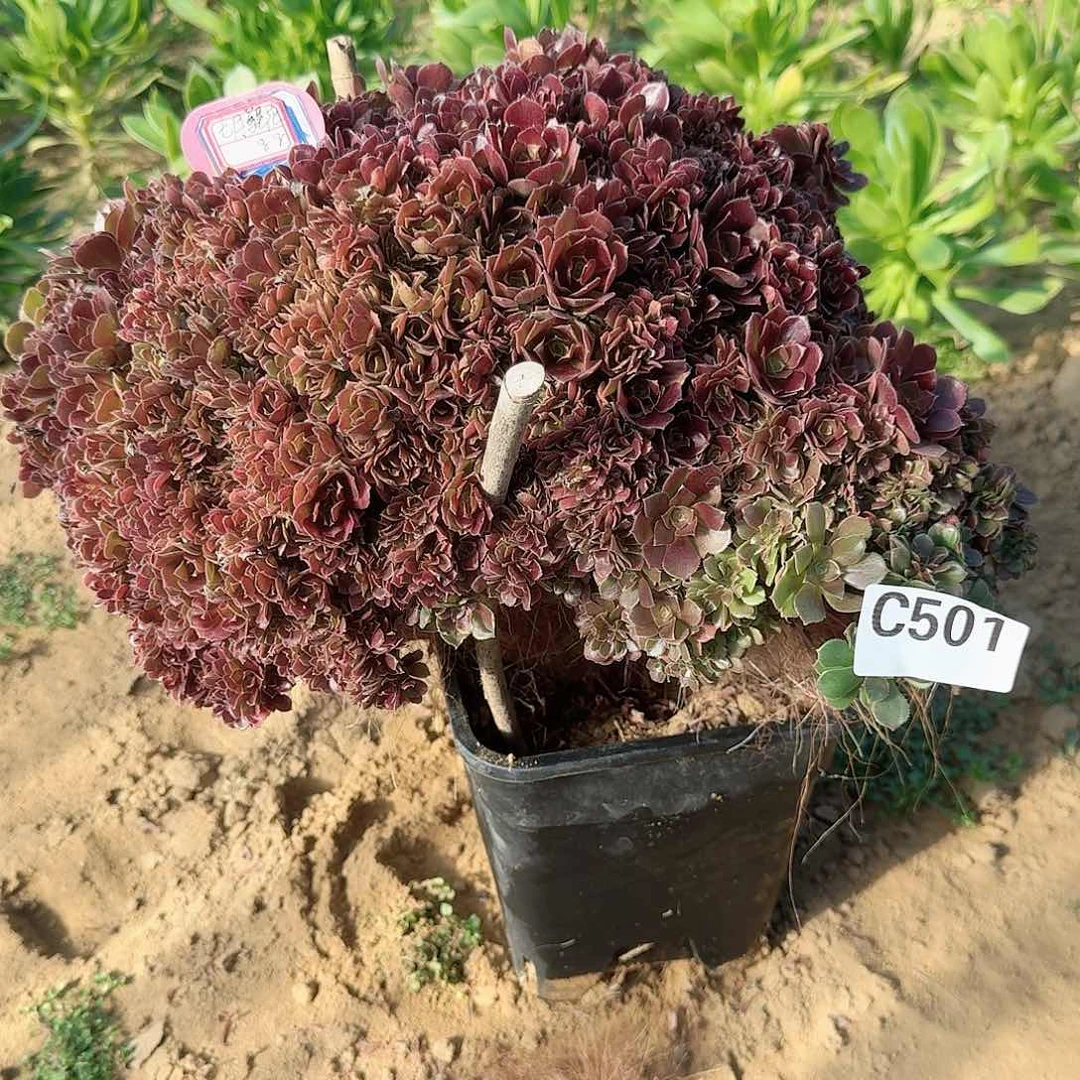 七***花501火玫瑰朵朵一颗呀呀