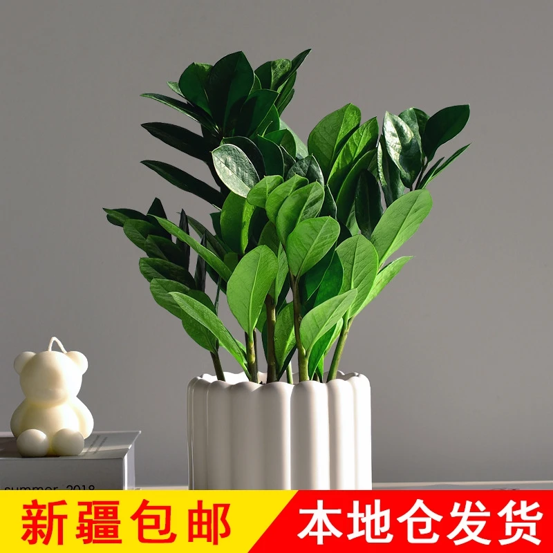 新疆包邮金钱树室内绿植小盆栽桌面盆景小摆件水培花卉办公清新