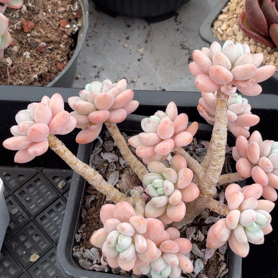 香水洛神老桩大群生