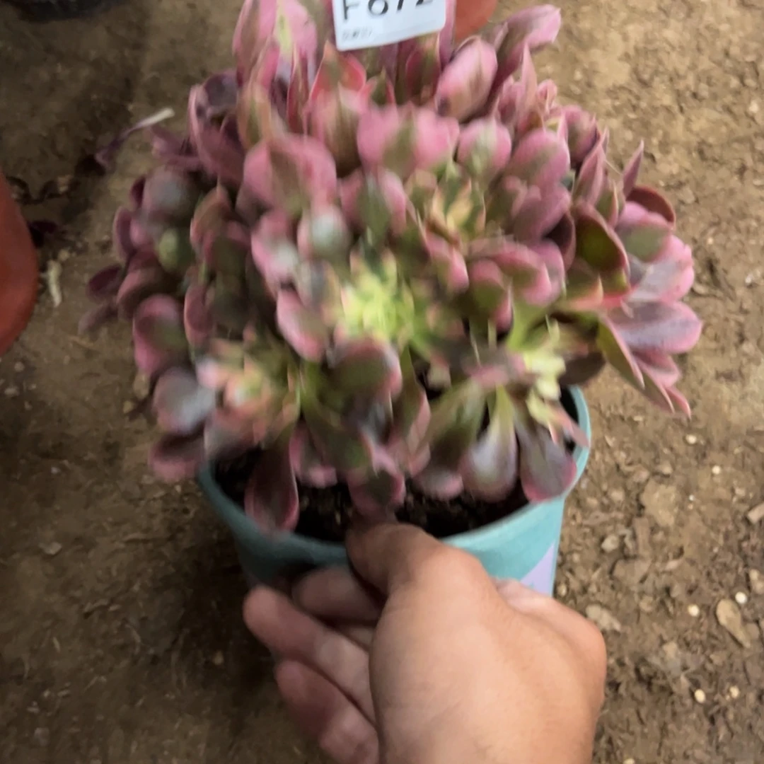 672香妃多肉植物法师多肉