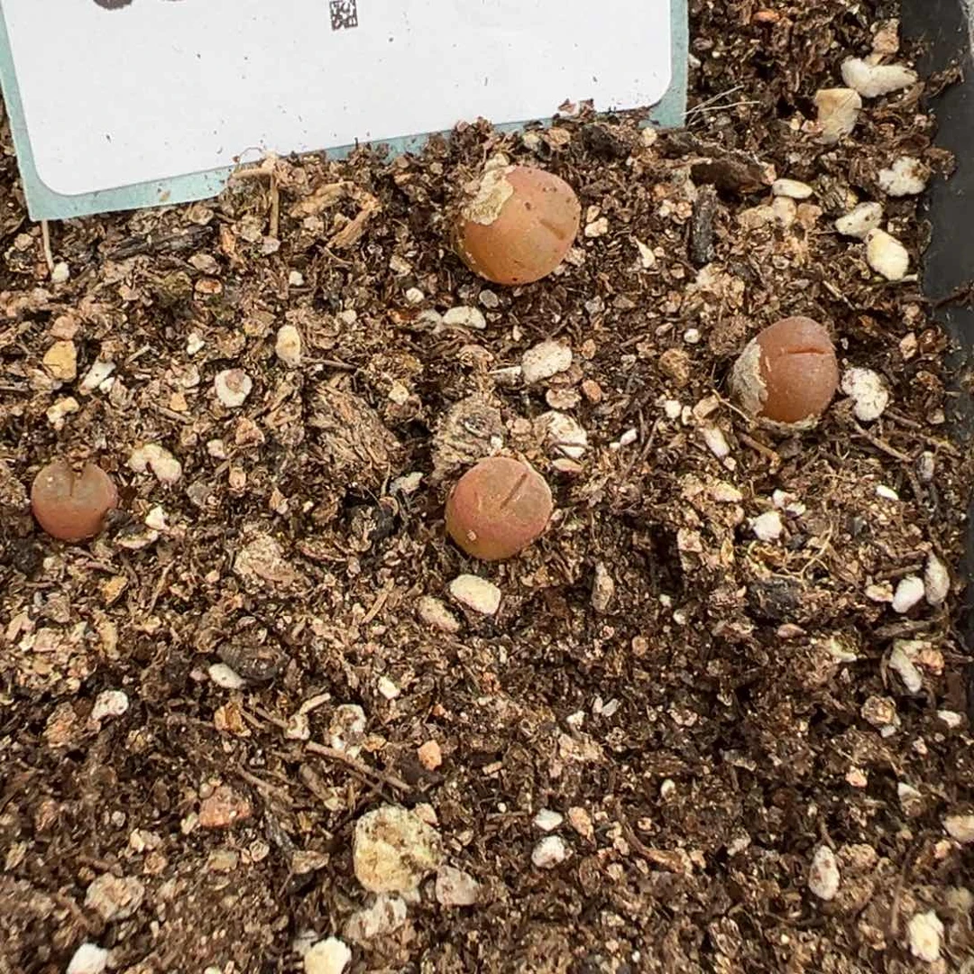 20-39量拍恩东风铃小苗一颗