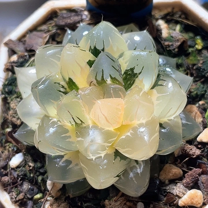 634水中月锦母本级别
