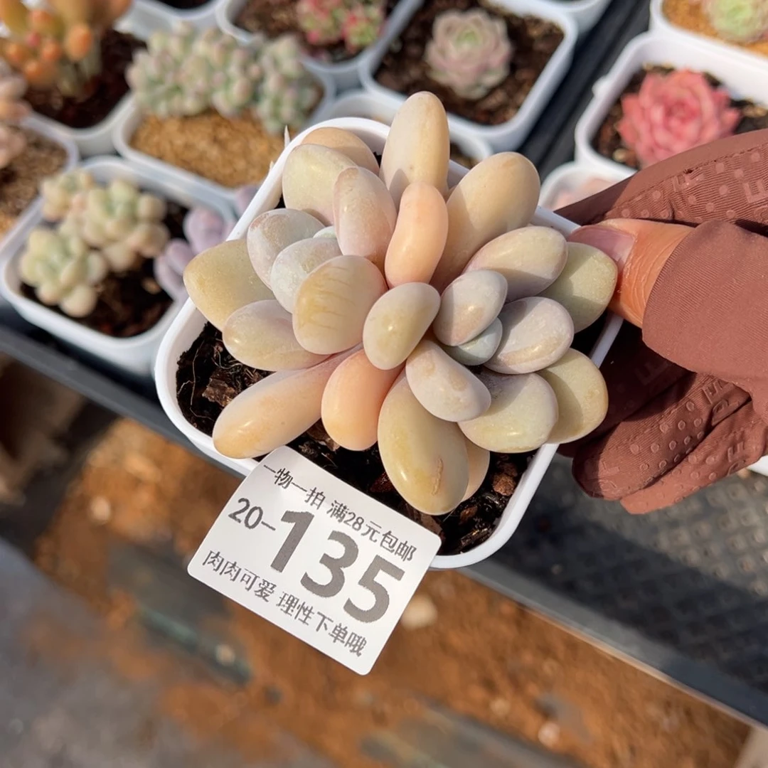 粉兔多肉多肉多肉多肉