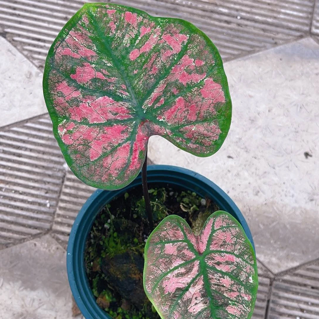 完全开放泰彩一物一拍9643