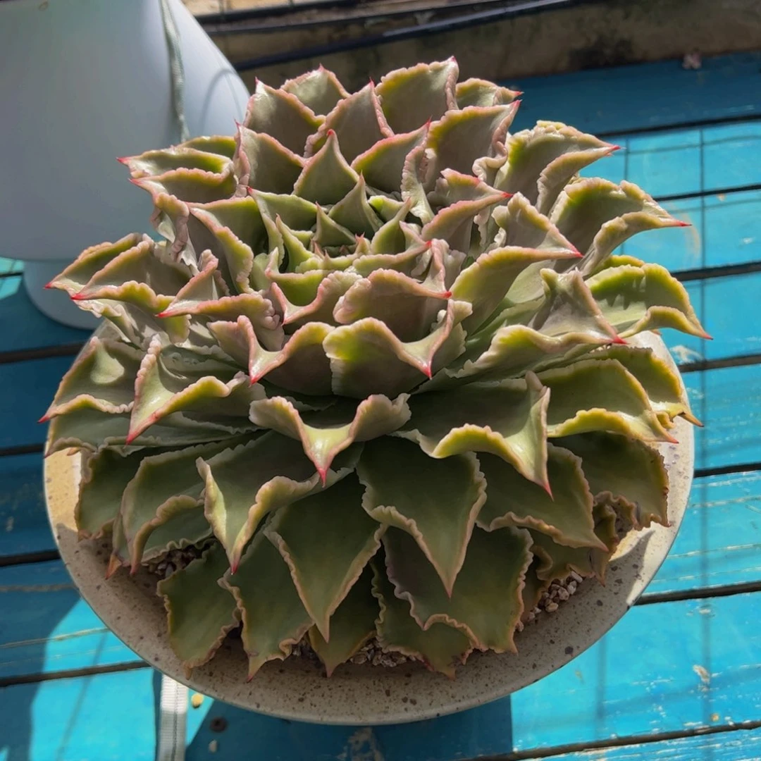 用****4多肉植物保护研究所
