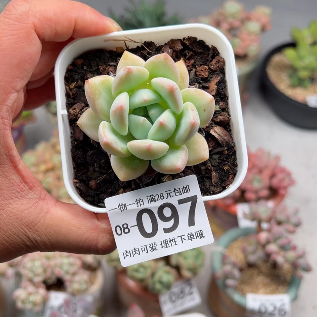 月光之城多肉多肉多肉多肉多肉