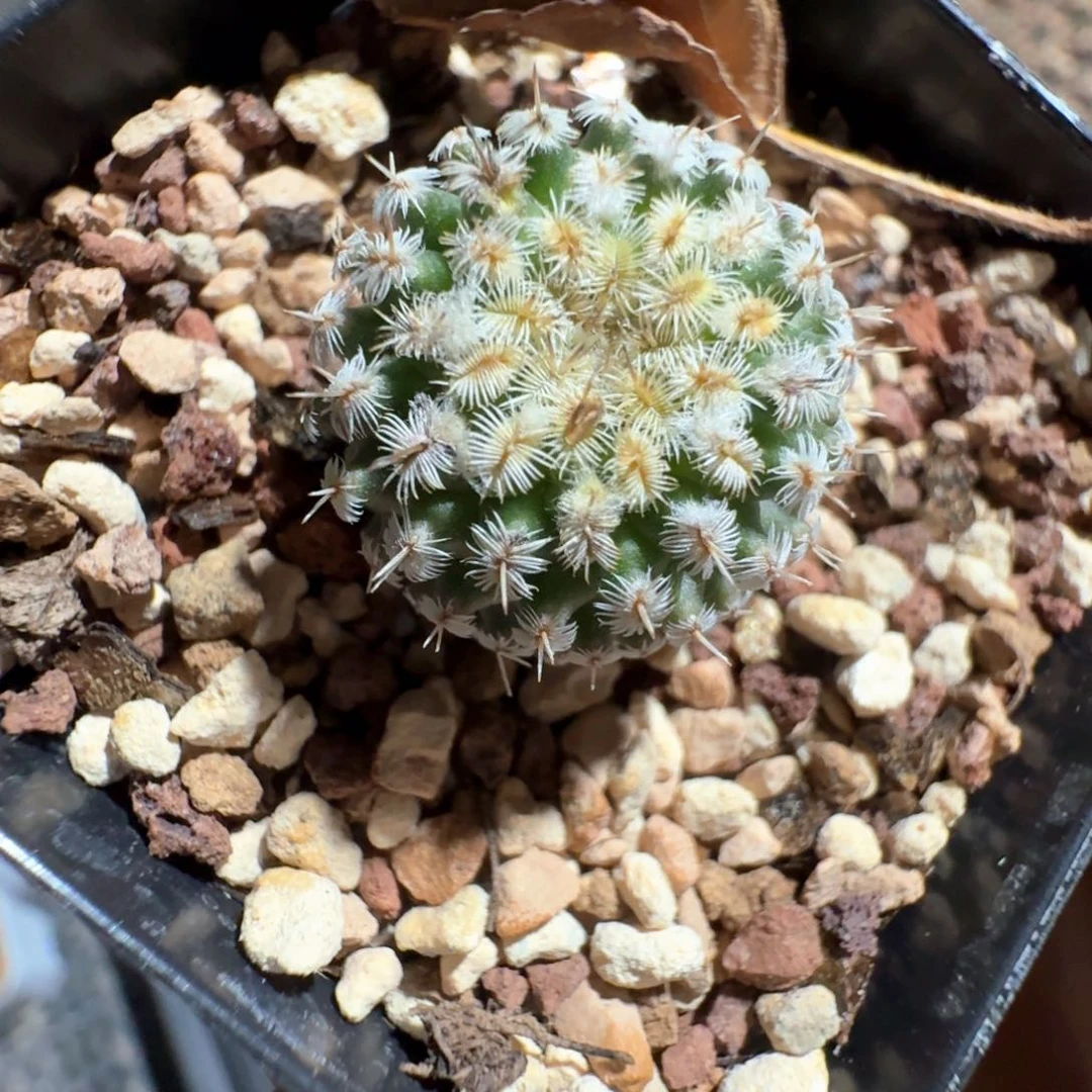 无花朵抓****^实生海胆刺缀