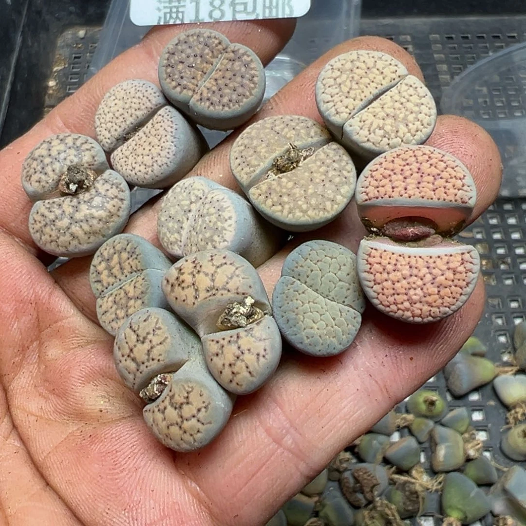 【闪购商品】 822。