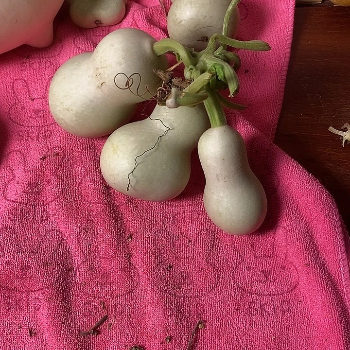 苦***华青皮腰子葫芦手把件