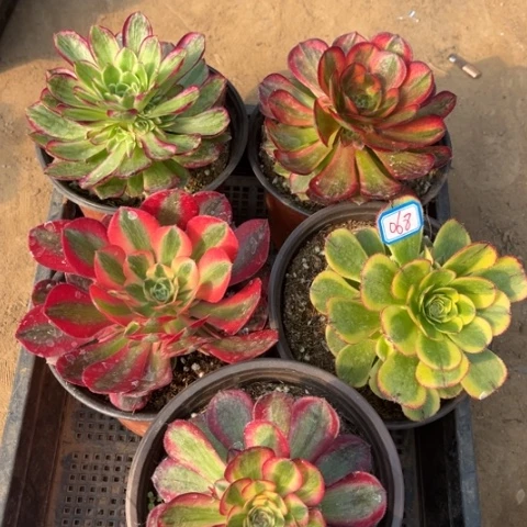 068多肉植物组合