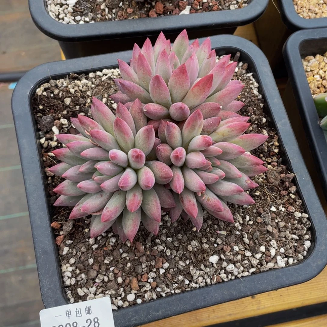 0308-28-百媚生。。。。。。。