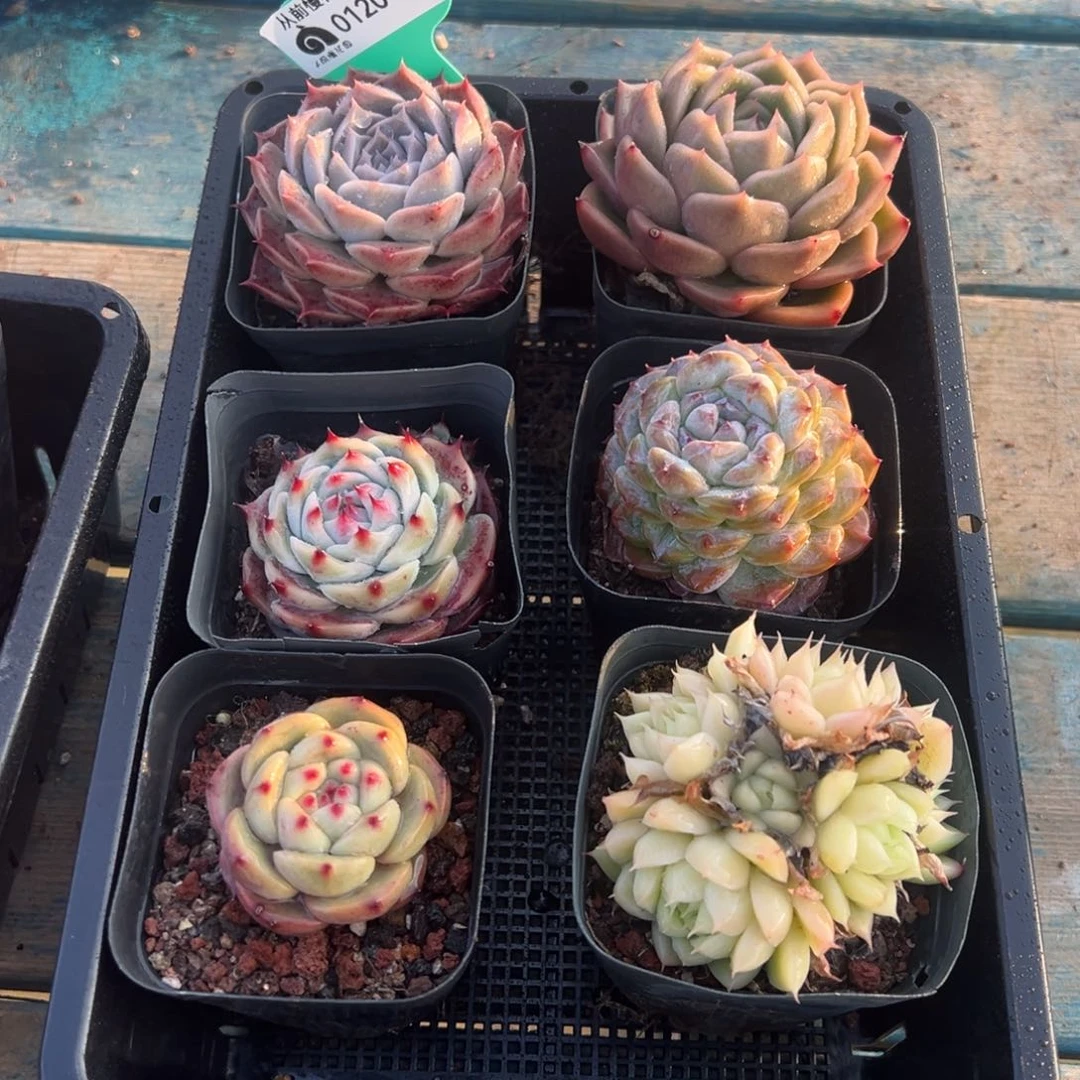 从前慢多肉精选编号0120.114