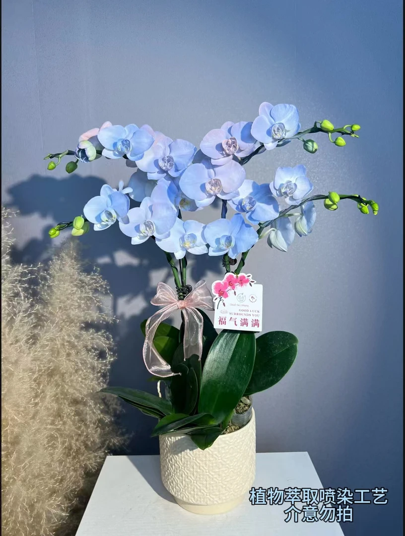 简香《碎冰蓝》植物提取喷染工艺鲜花高端蝴蝶兰鲜花摆设高端花卉