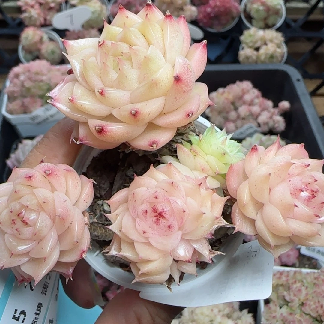 花语逸镜0224-343