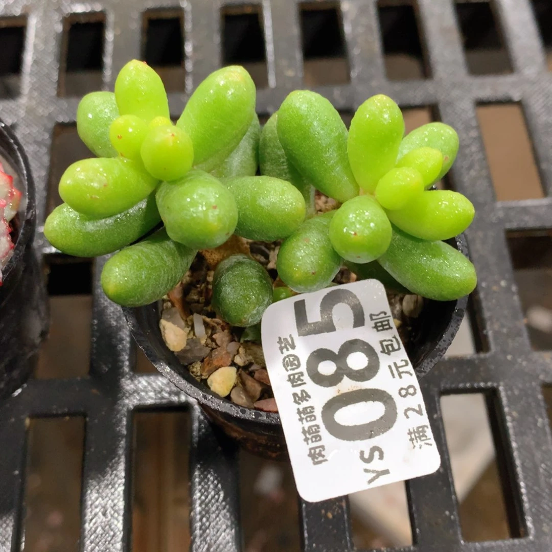 肉萌萌拇指盆精控多肉YS085