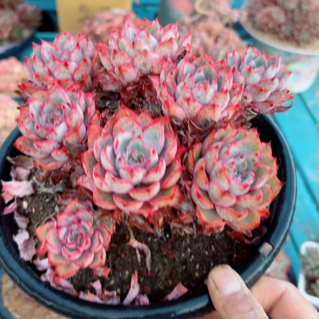精品多肉植物老桩砍过随机
