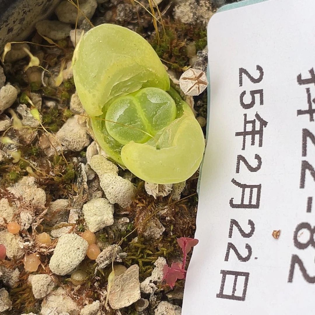 22-82胖虎风铃肉锥