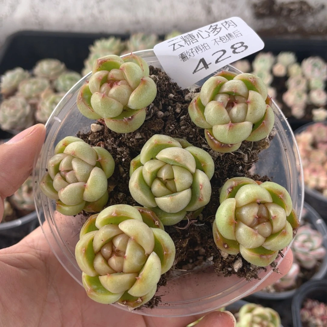 云糖心多肉植物428
