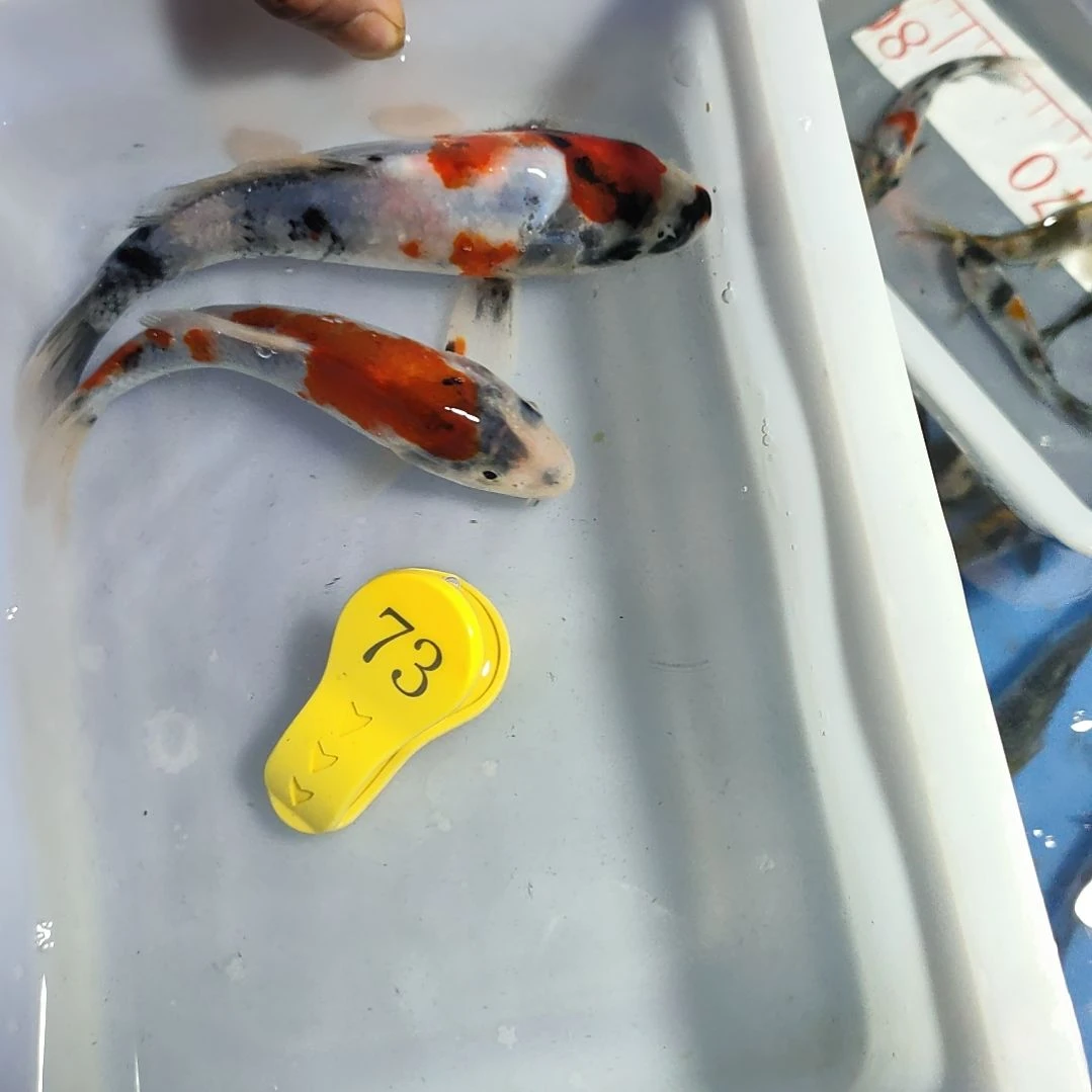 海水鱼红白大正昭和菲血白写