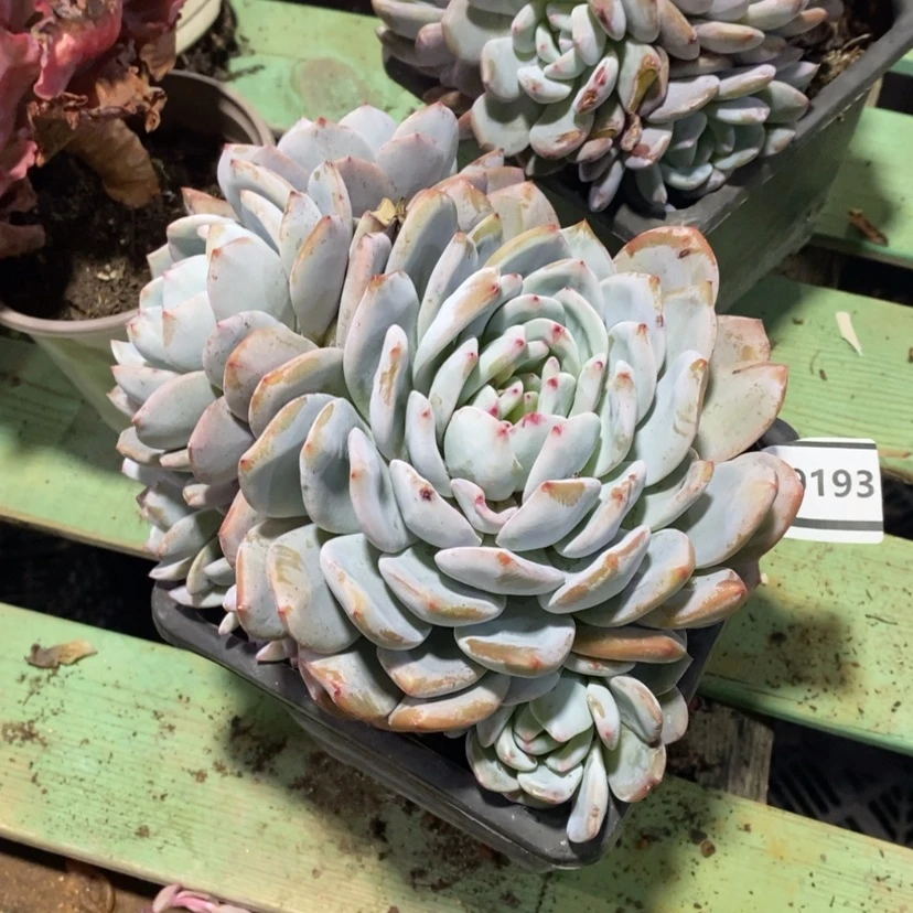 【闪购商品】领*橙梦露09193