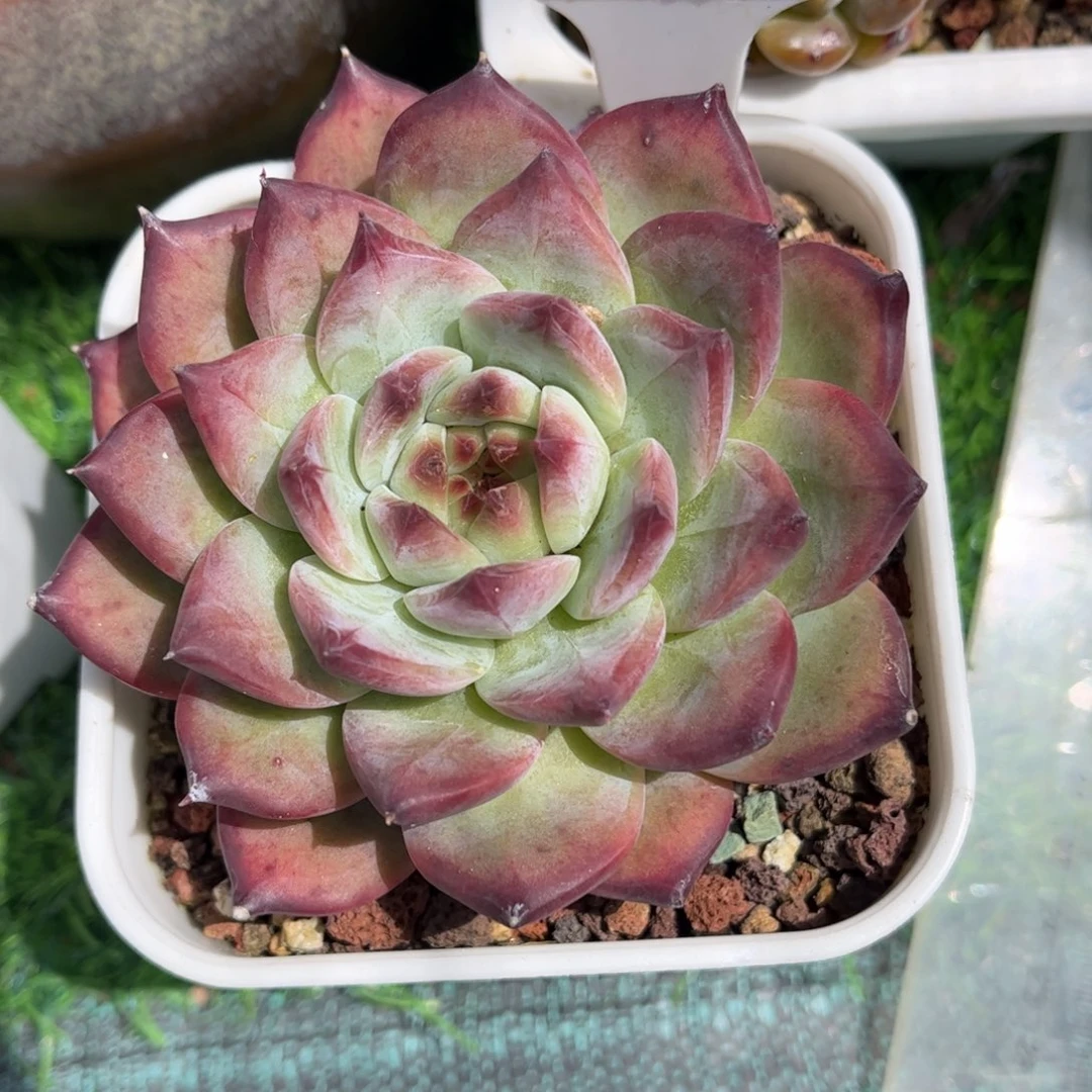 爱****多肉植物2970 一定要拍个冷链哦
