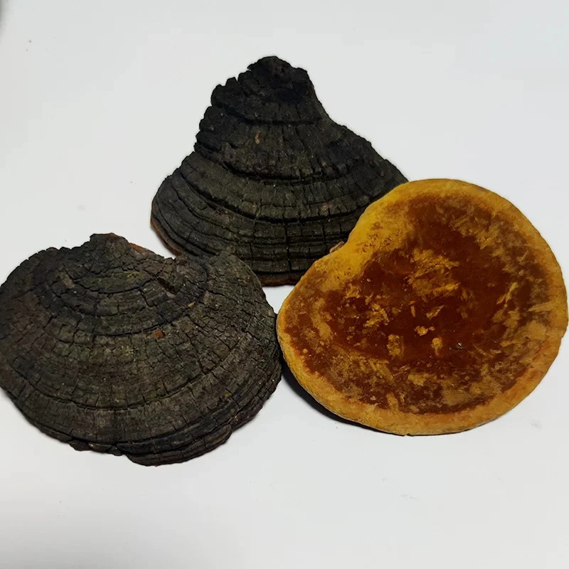 现收山货野桑树桑黄 500克/1000克/1500克食用农产品 可搭配枸杞