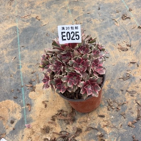 025浣纱不包断枝