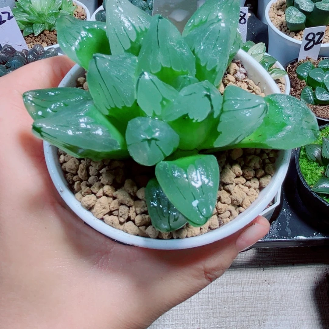 冰城寿多肉植物66666