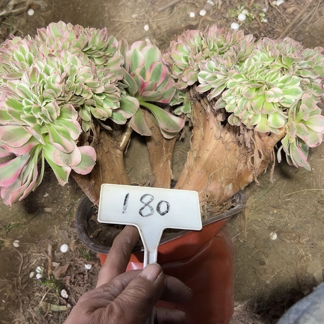 多肉植物粉女巫缀花180